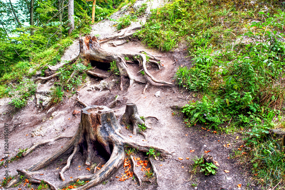Obraz premium Stumps with big roots in summer green forest.