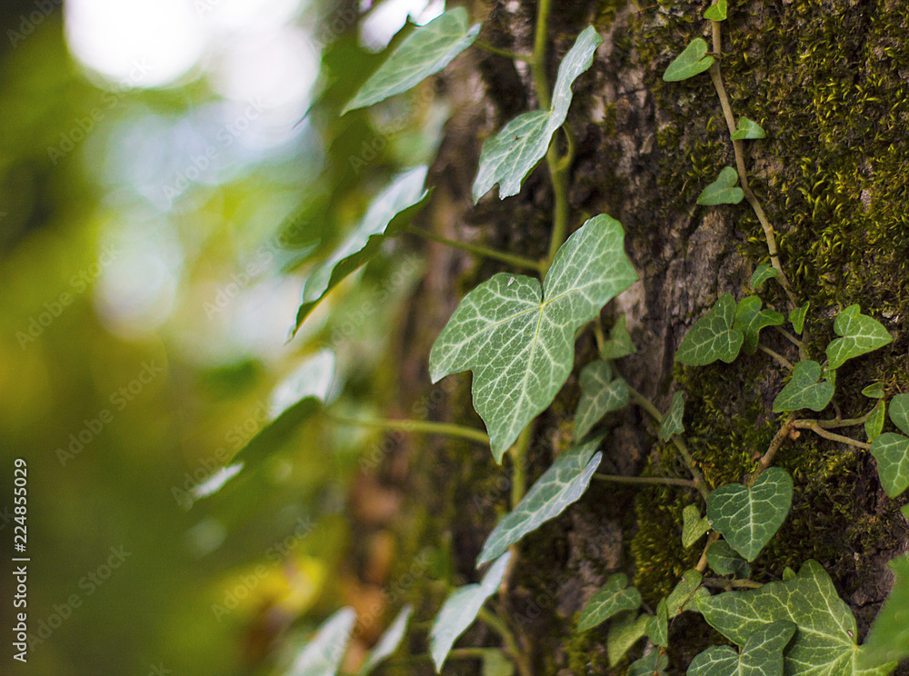 green leaves of tree green leaves of tree