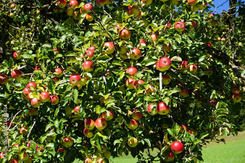 üppige Bio Äpfel am Apfelbaum, Tirol