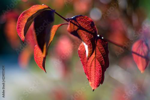 Rote Blätter