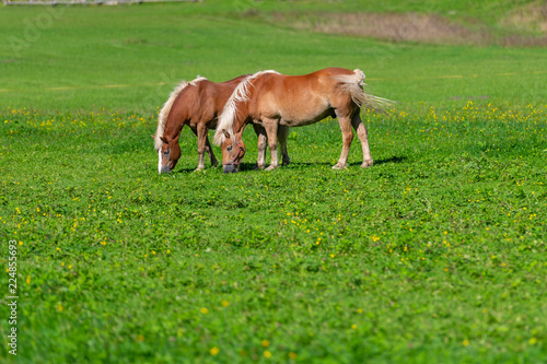 Two brown horses grasing on meadow © asafaric