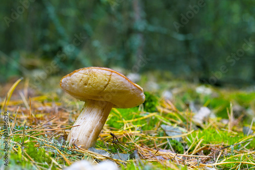 boletus grow in moss and needles