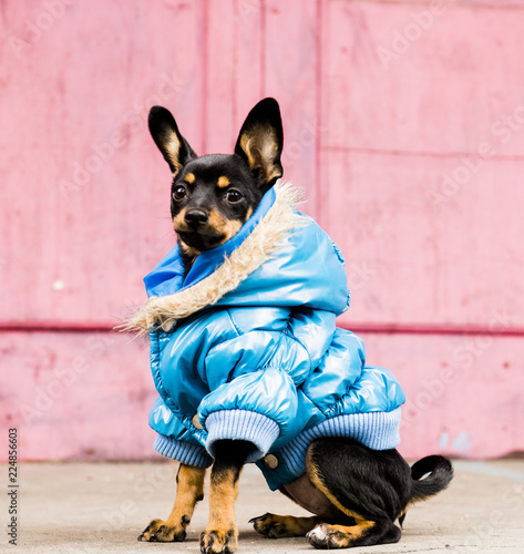Fototapeta Naklejka Na Ścianę i Meble -  The terrier walks in a warm jacket