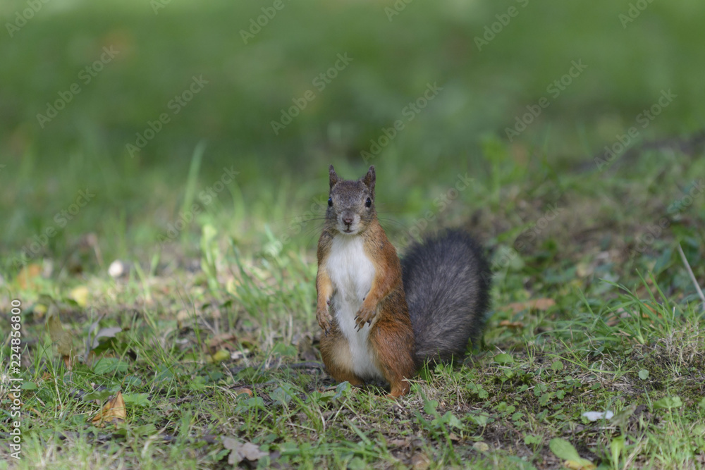 Naklejka premium Red squirrel in park
