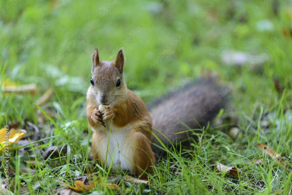 Red squirrel in park Red squirrel in park