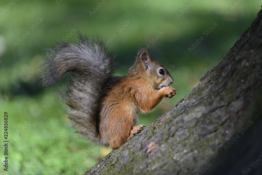 Red squirrel in park Red squirrel in park