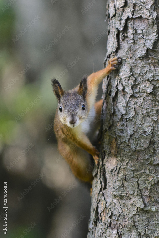 Red squirrel in park Red squirrel in park
