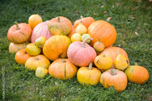 Photo of harvest of pumpkins