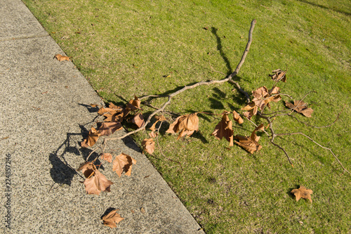 Autum