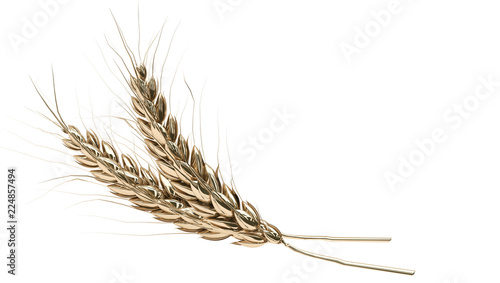 Two golden spikelets on a white background. Banner with free space for text. 3D rendering.