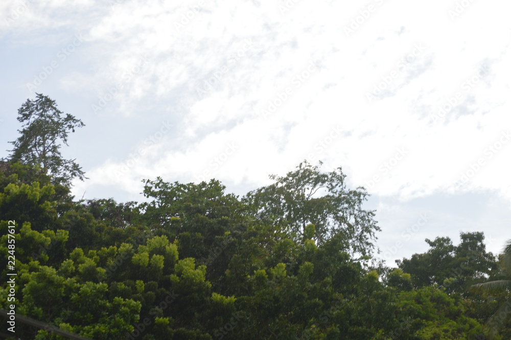 Obraz premium Sky, trees and clouds