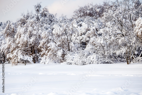 Picture of picturesque winter landscape with blue sky