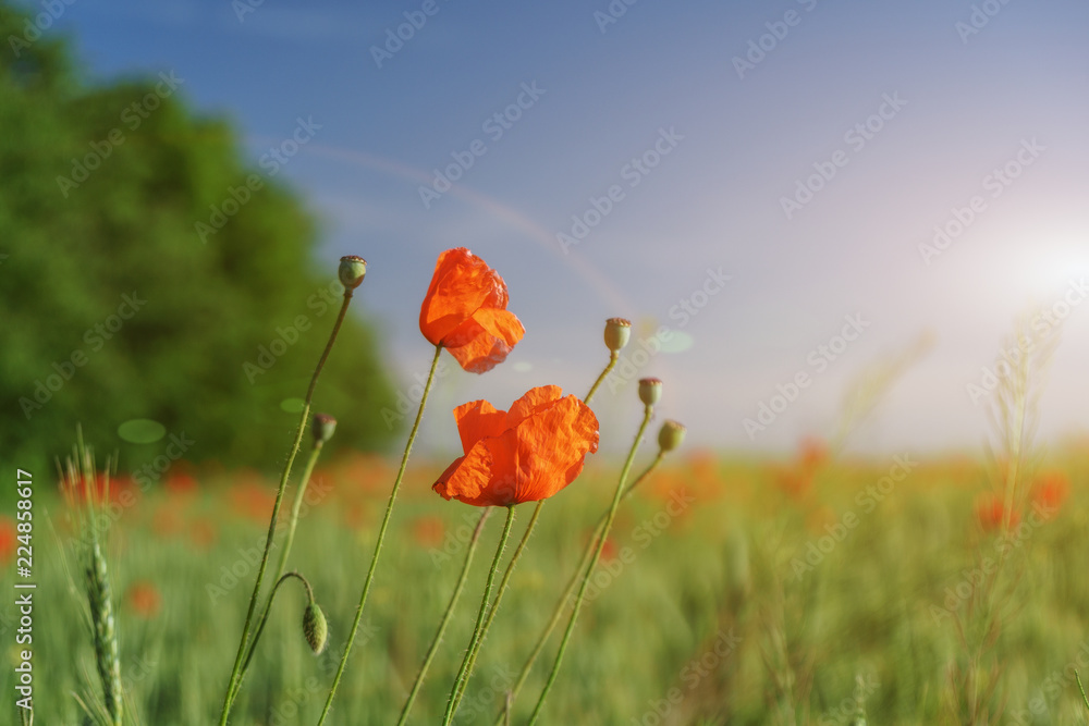 Obraz premium Field of bright red poppy flowers in summer
