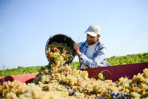 Fotografía handsome man farmer in the vine, harvesting grapes during wine harvest season in