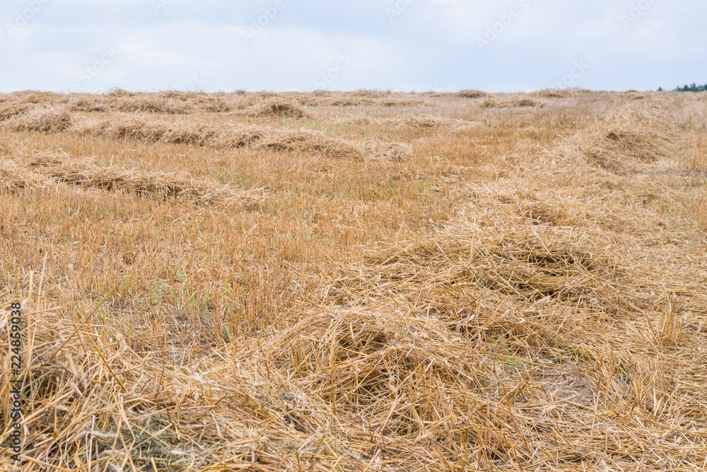 Stroh des Getreides Roggen auf einem Feld in Bayern, Deutschland Stroh des Getreides Roggen auf einem Feld in Bayern, Deutschland