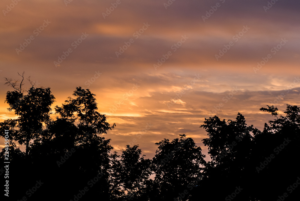 Fototapeta premium Nice tree silhouette with sunset sky and clouds