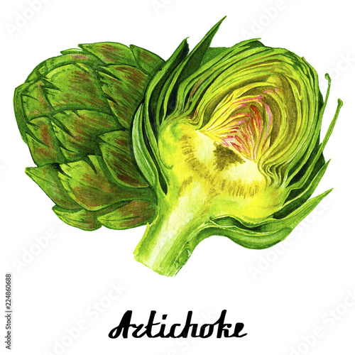 Coloured watercolour artichoke poster