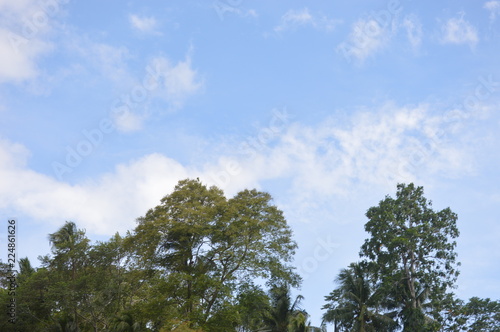 Sky  trees and clouds