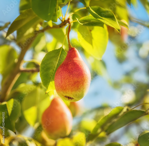 Ripe pears in the garden