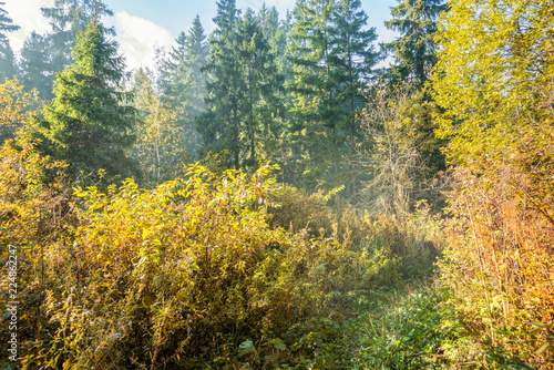 forest in autumn