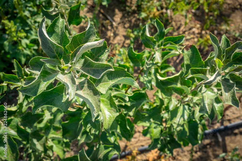 seedlings of fruit trees grow in rows in the field for cultivation and sale of new varieties of trees seedlings of fruit trees grow in rows in the field for cultivation and sale of new varieties of trees