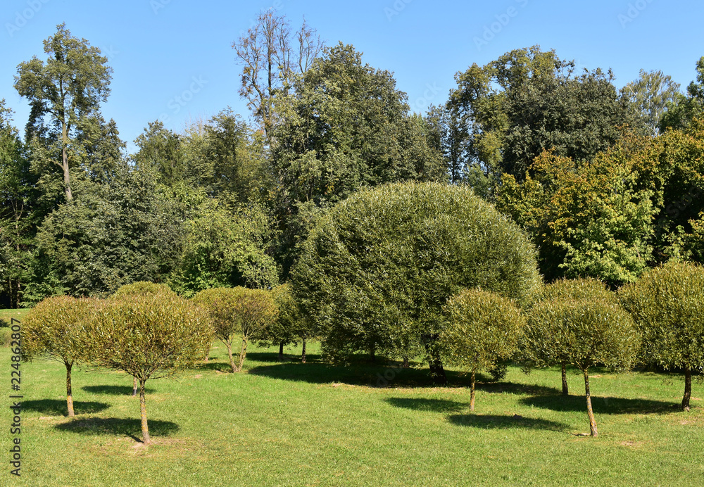 Obraz premium Landscape of bushes and trees.