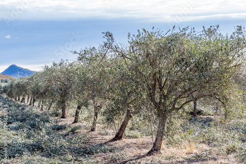 Field of Olive trees being pruned