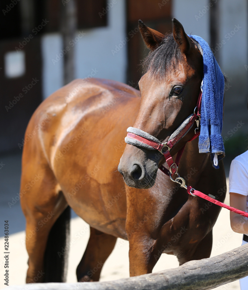 Obraz premium Wet terry cloth cotton towelling on head of a show jumper horse in ta hot sunny summer day