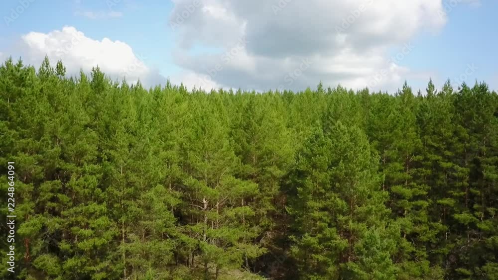 Crane shot of a dense summer forest Crane shot of a dense summer forest