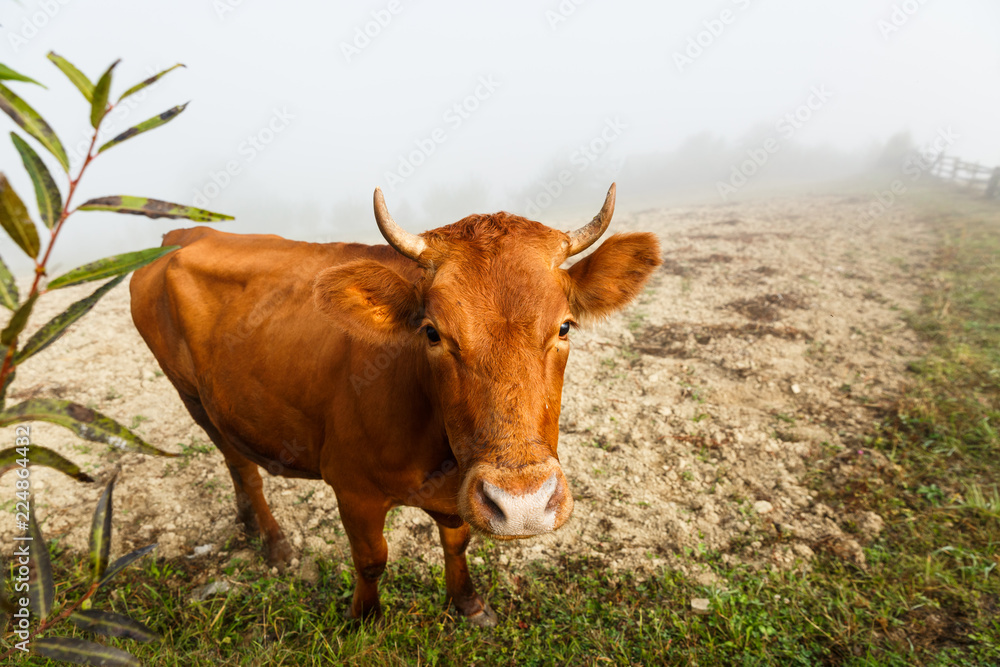 Mezhgorye, Ukraine. Milk cow in a misty day in green pasture.