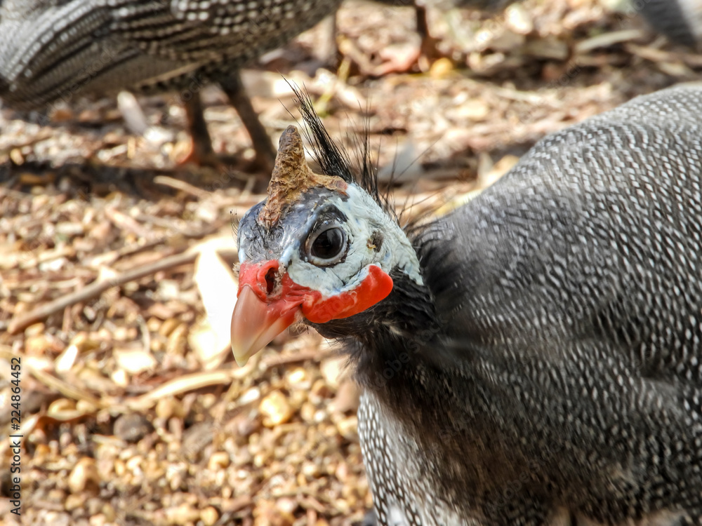 Obraz premium guineafowl