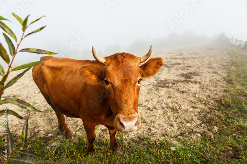 Mezhgorye  Ukraine. Milk cow in a misty day in green pasture.