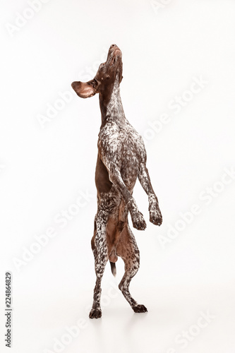 German Shorthaired Pointer - Kurzhaar puppy dog standing isolated on white studio background