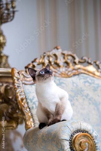 Beautiful rare breed of cat Mekongsky Bobtail female pet cat without tail sits interior of European architecture on retro vintage chic royal armchair 18th century Versailles palace. Baroque furniture photo