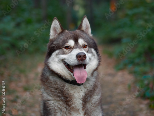 Husku summer portrait