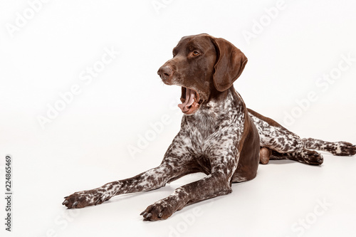 German Shorthaired Pointer - Kurzhaar puppy dog isolated on white studio background