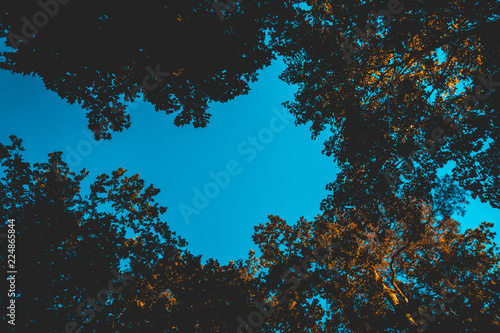 darken treetops from the low angle view with blue colored sky in the center