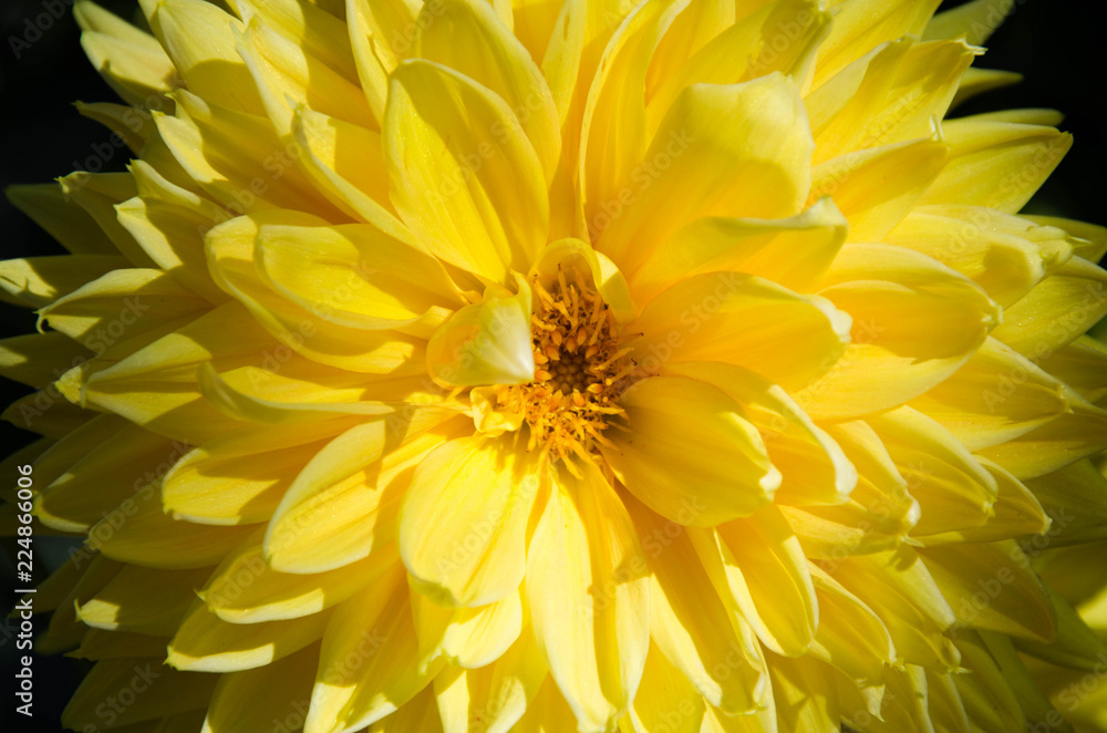 Obraz premium closeup of yellow flower