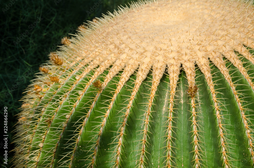 close up of a cactus close up of a cactus