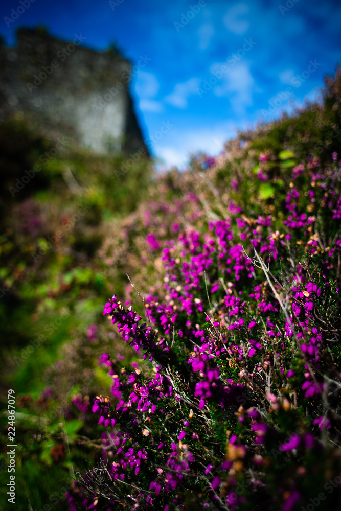 Obraz premium Purple Heather in Front of Tioram Castle, Loch Moidart, Lochaber, Highland, Scotland