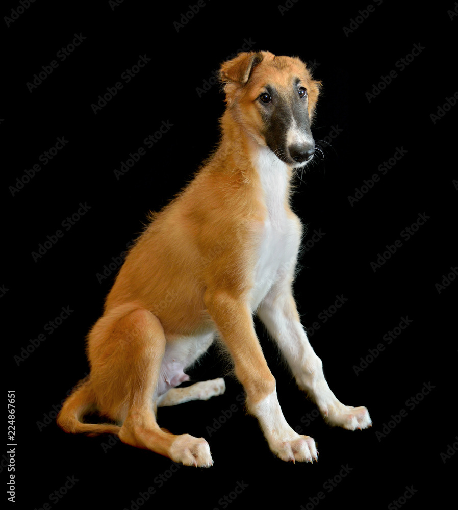 Small puppy of Russian borzoi dog