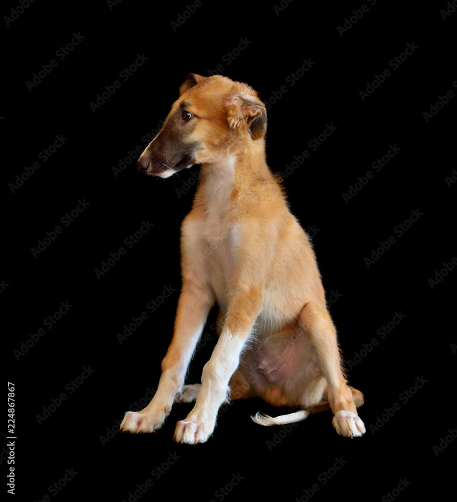 Small puppy of Russian borzoi dog Small puppy of Russian borzoi dog