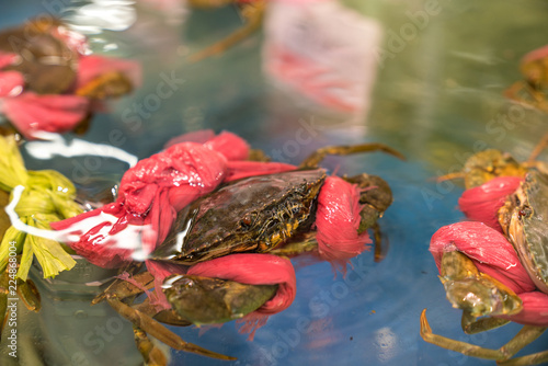 Crab in a showcase with hands tied with a red rope in supermarket