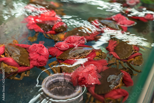 Crab in a showcase with hands tied with a red rope in supermarket