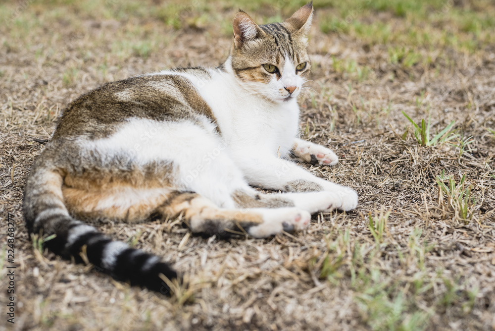 Independent and lazy street cats. Independent and lazy street cats.