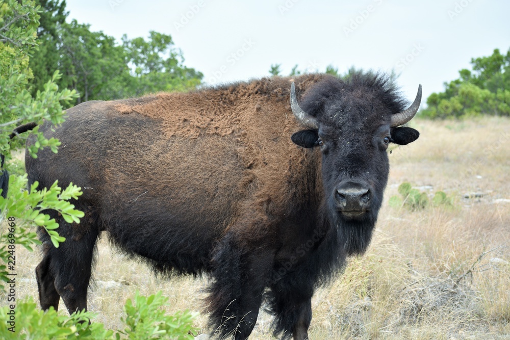 close up of a bison