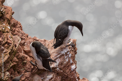 Common guillemots on the steep coast of Heligoland photo