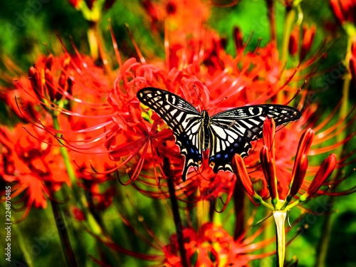 The swallowtail butterfly on the redspiderlily 