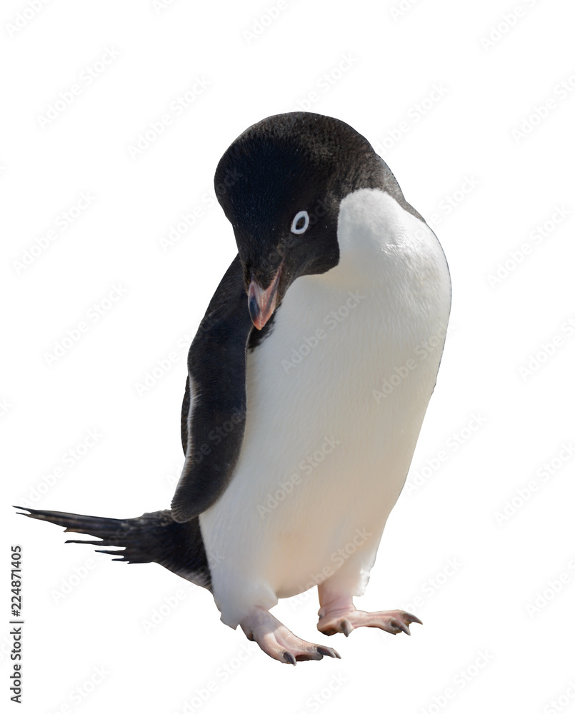 Obraz premium Adelie penguin isolated on white background