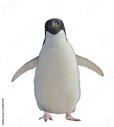 Fotografie Adelie penguin isolated on white background